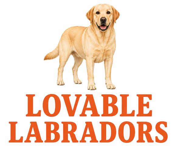 Lovable Labradors